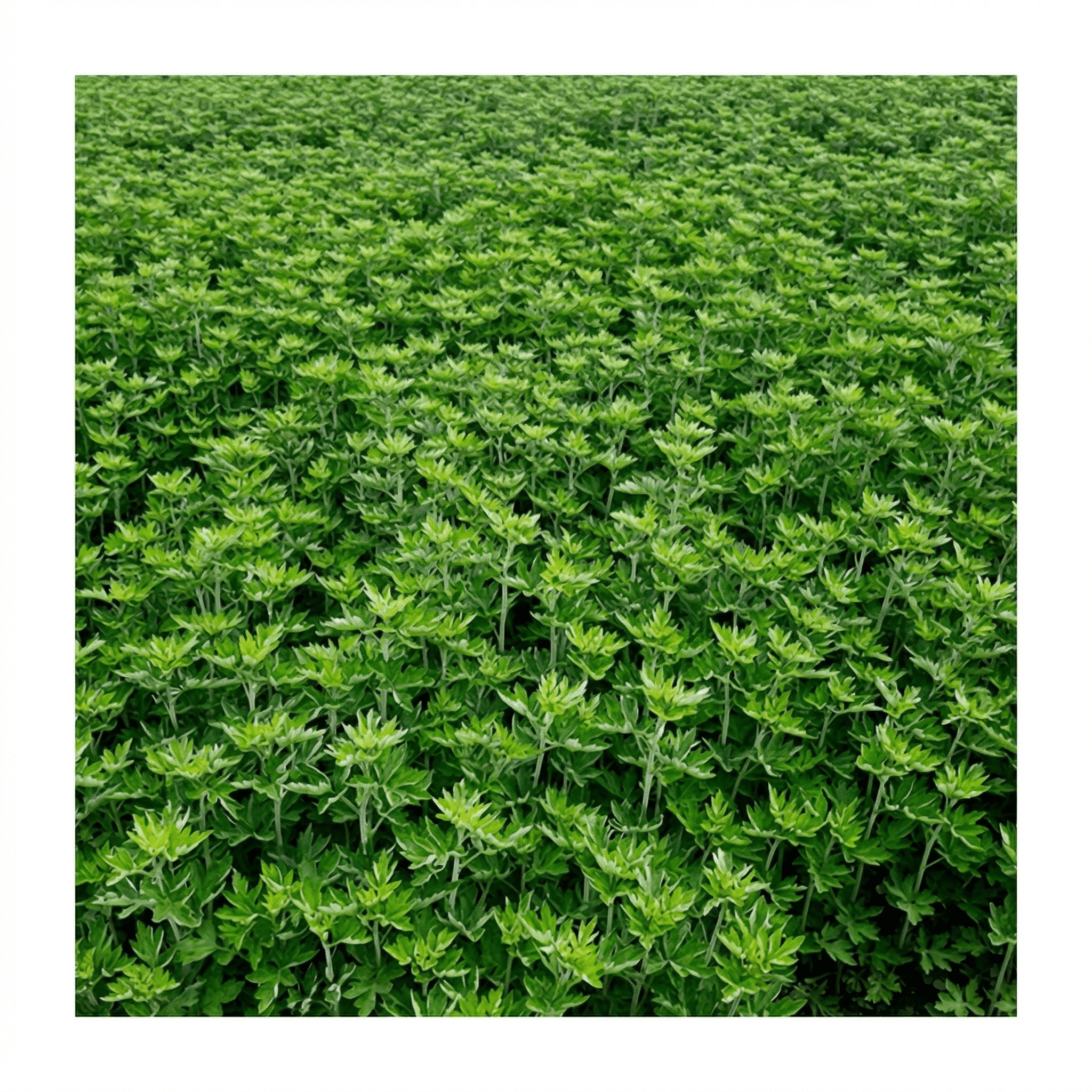 江華島の獅子足よもぎ｜3年熟成｜韓国江華島産100% - よもぎ蒸し専門店　MUUSU SHOP